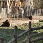 Open Space – Zoologická zahrada Brno